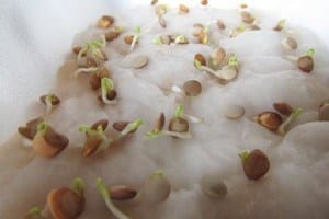 Come coltivare le lenticchie sepolcri